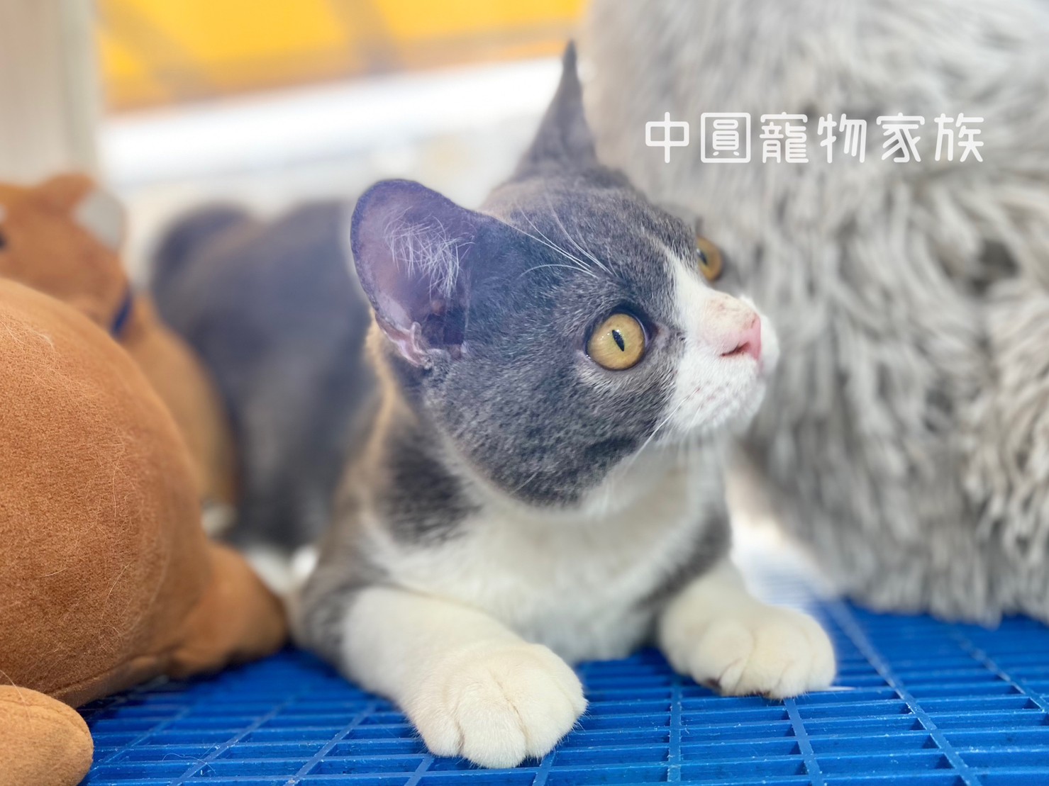 You are currently viewing 中圓寵物家族／藍白賓士英國短毛貓