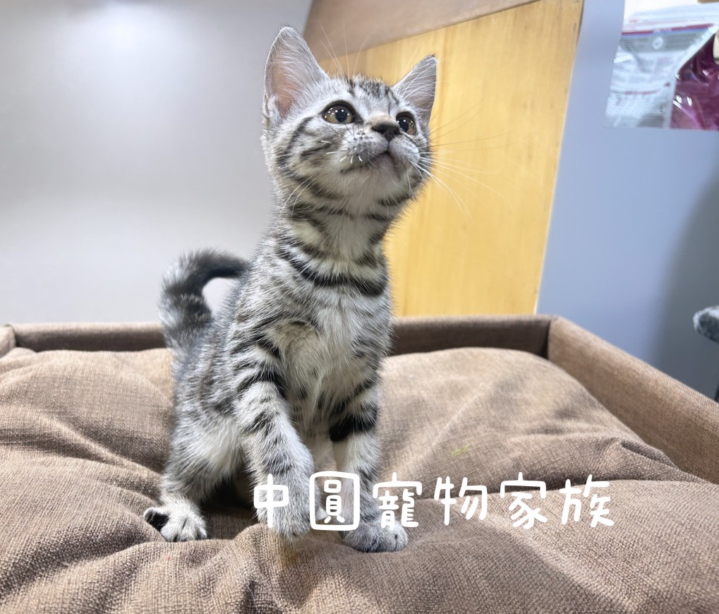 You are currently viewing 中圓寵物家族／銀白美國短毛貓