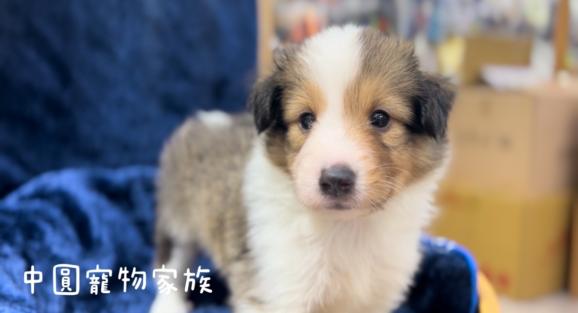You are currently viewing 中圓寵物家族／雙色喜樂蒂