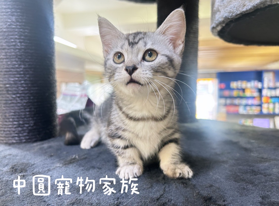 You are currently viewing 中圓寵物家族／銀白曼赤肯