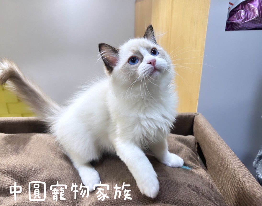 You are currently viewing 中圓寵物家族／海豹雙色布偶