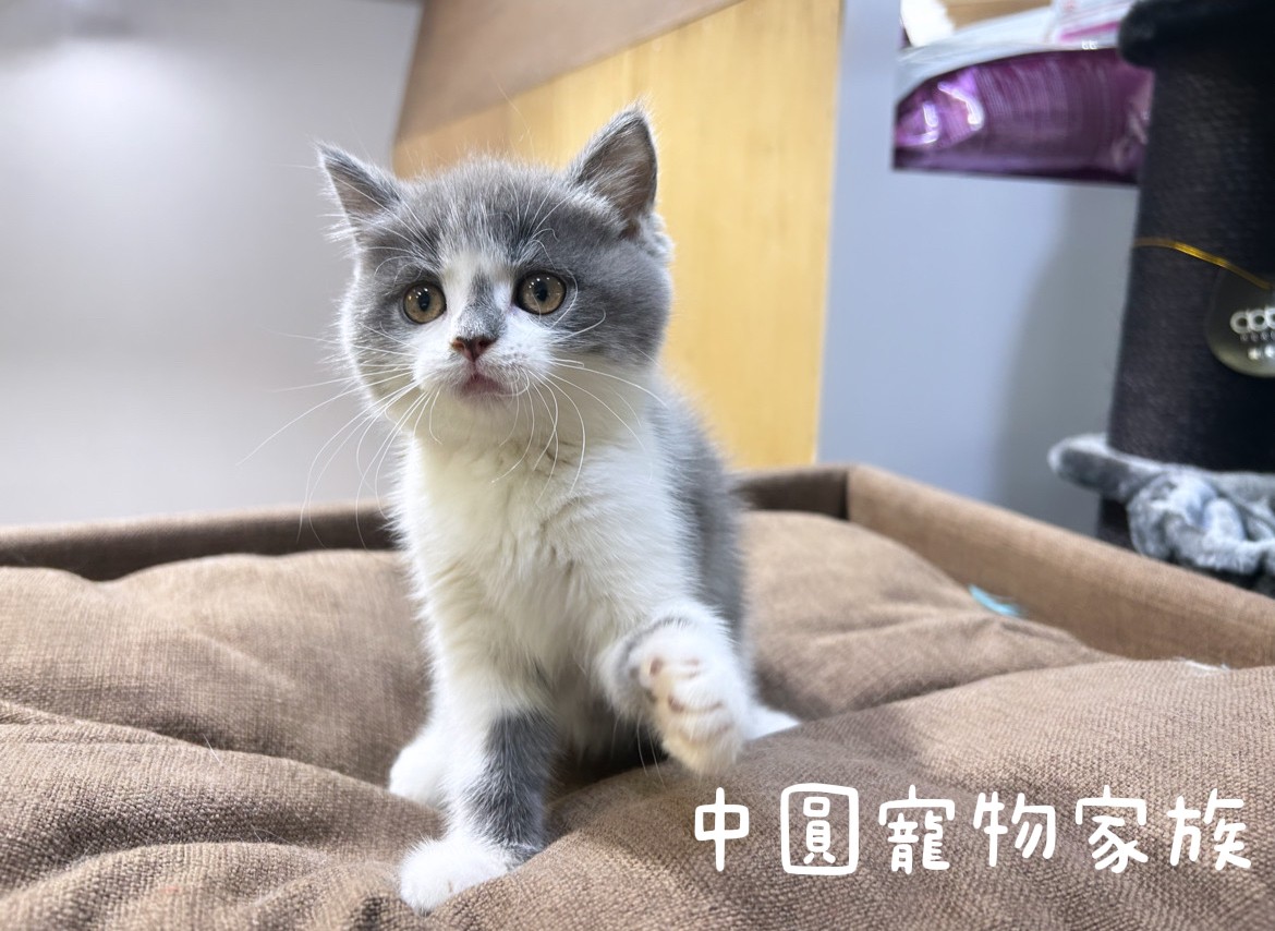 You are currently viewing 中圓寵物家族／藍白色英國短毛貓