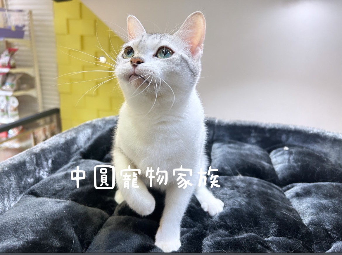 You are currently viewing 中圓寵物家族／海加白美國短毛貓