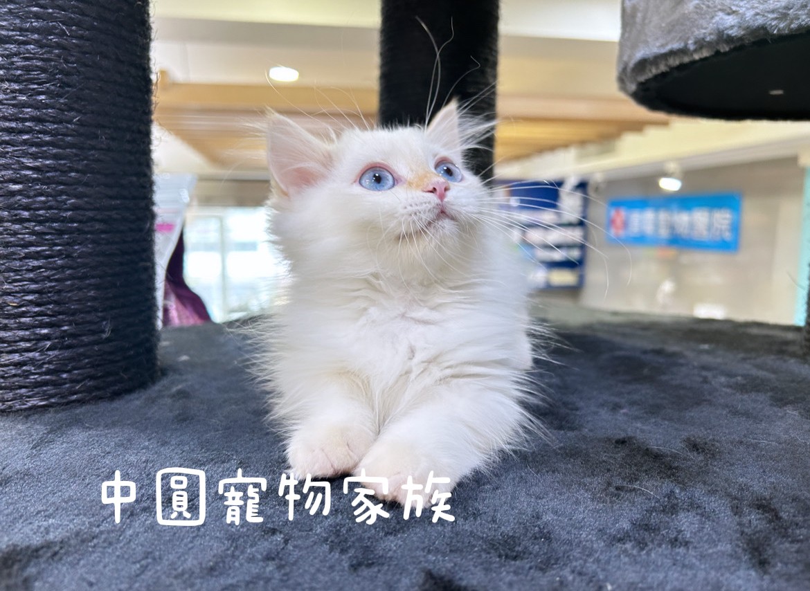 You are currently viewing 中圓寵物家族／火焰端子小步舞曲