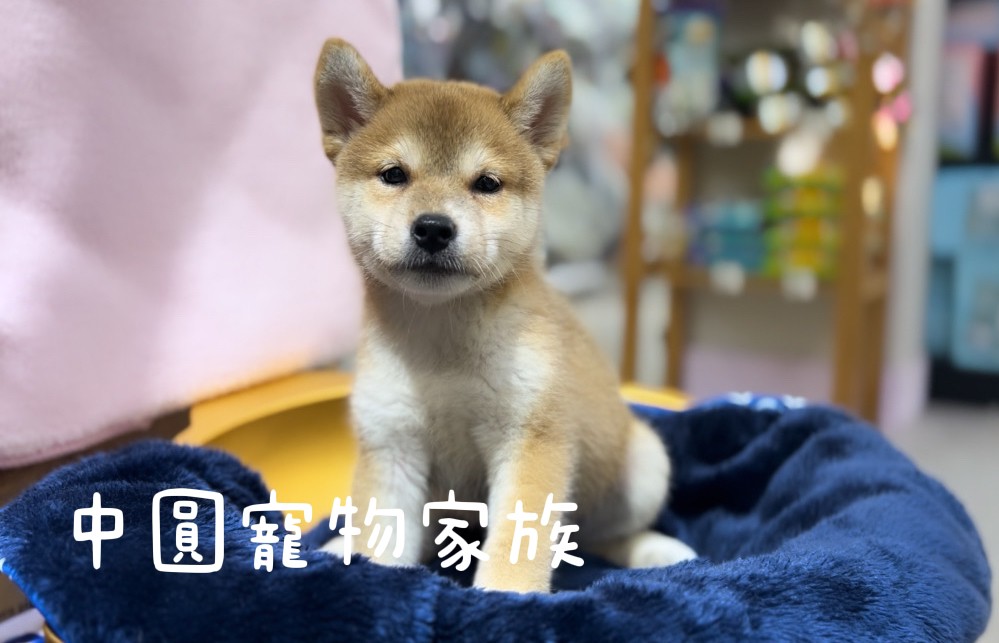 You are currently viewing 中圓寵物家族／赤色柴犬