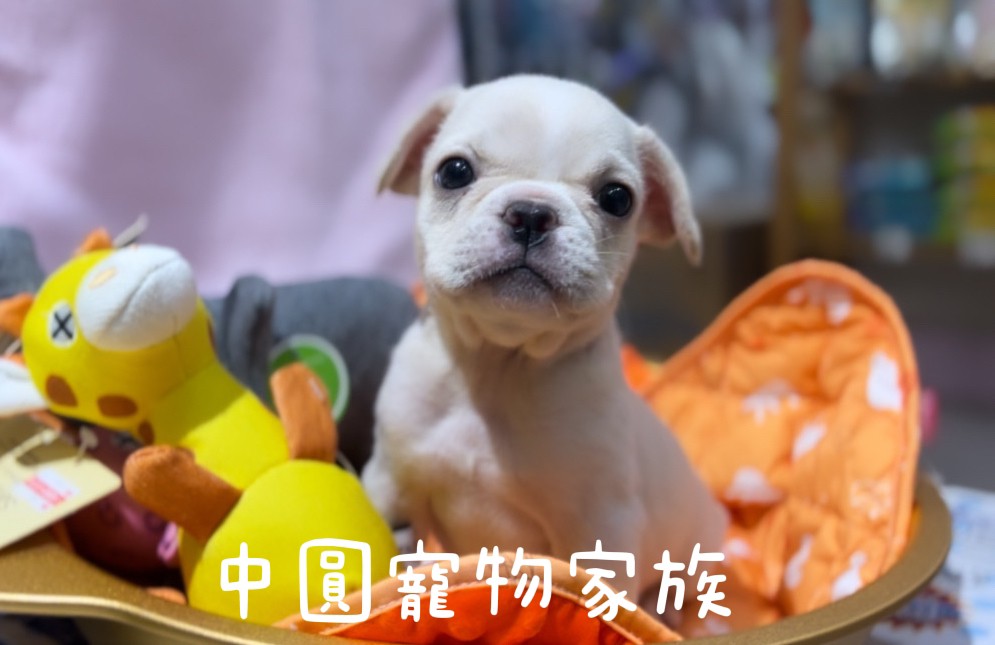 Read more about the article 中圓寵物家族／法國鬥牛犬