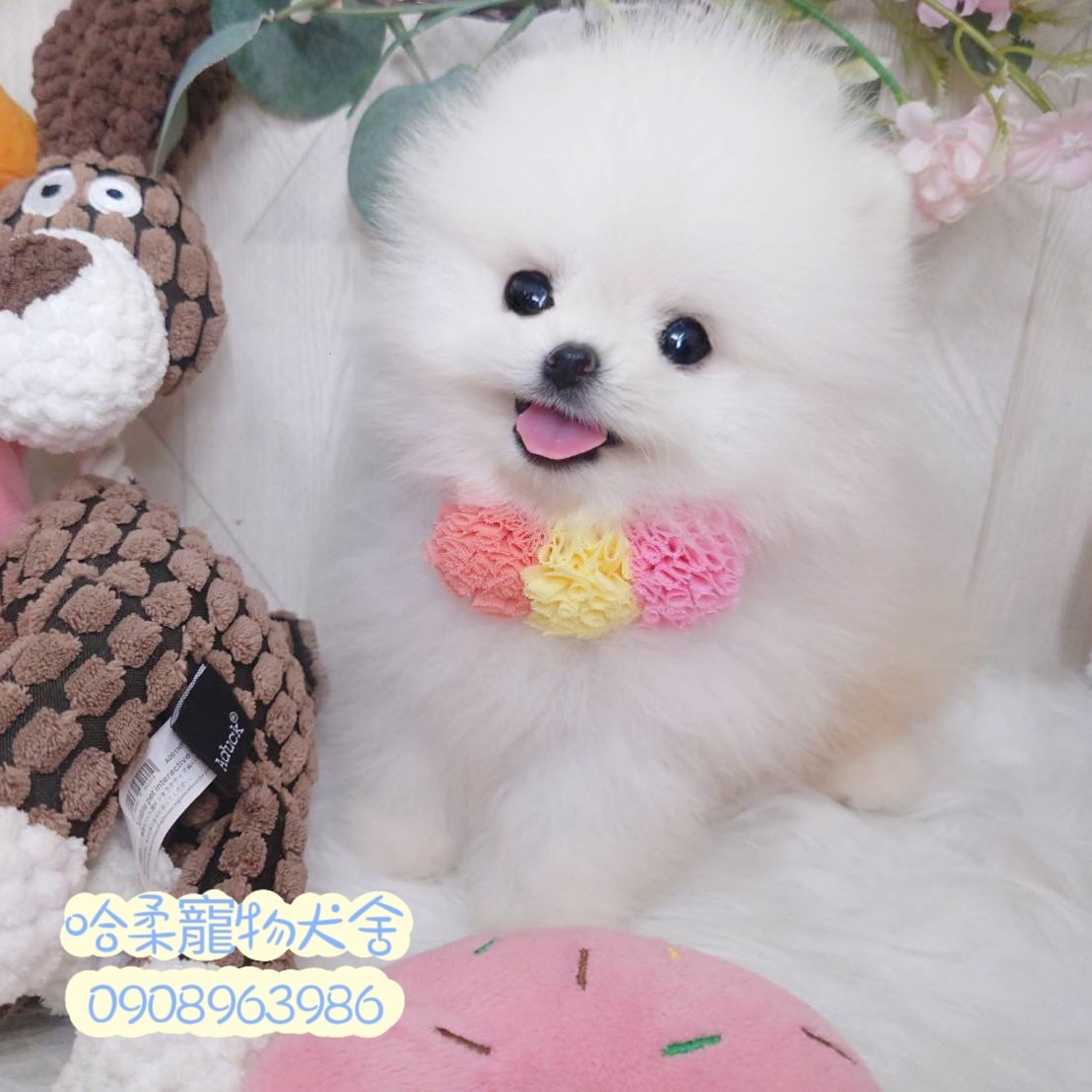 You are currently viewing 哈柔寵物犬舍／博美犬