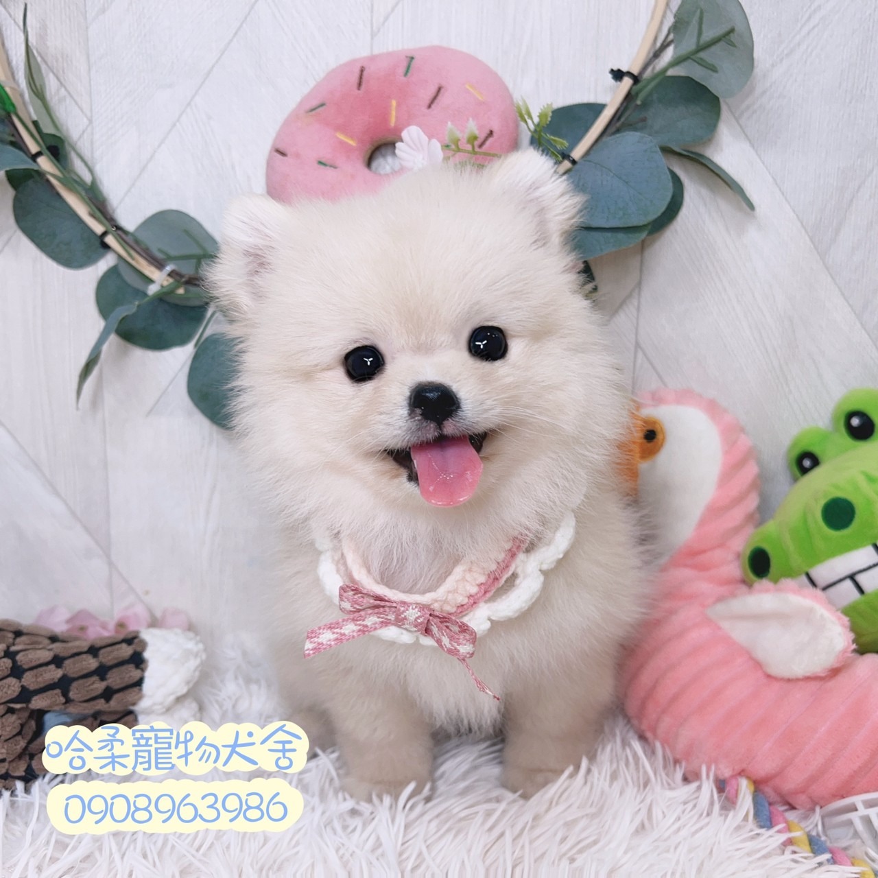 You are currently viewing 哈柔寵物犬舍／博美犬