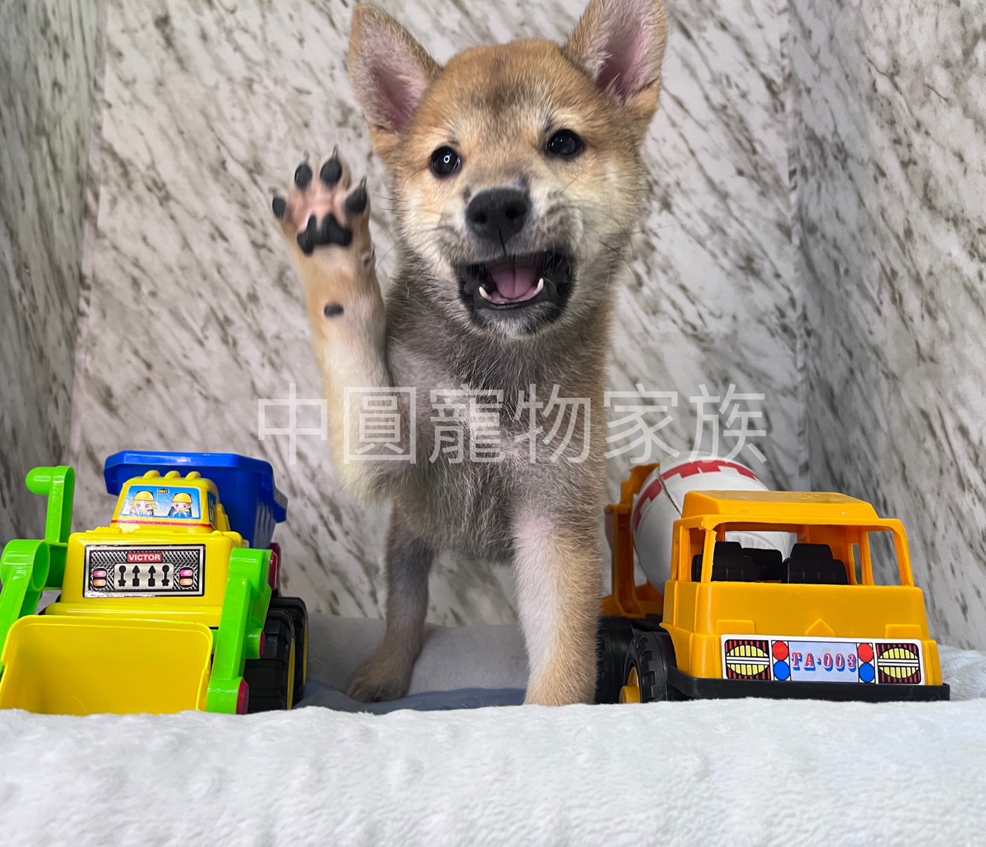 You are currently viewing 中圓寵物家族／赤色柴犬