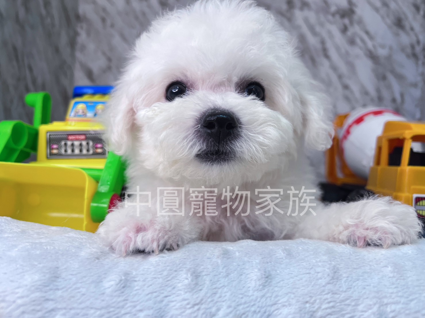 You are currently viewing 中圓寵物家族／比熊犬