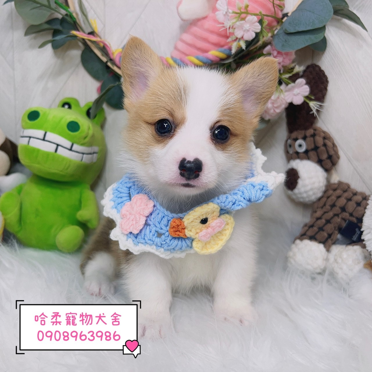 You are currently viewing 哈柔寵物犬舍／威爾斯黃白柯基犬