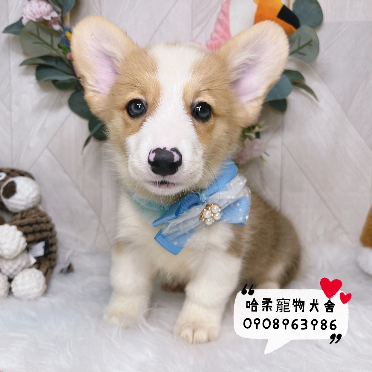 You are currently viewing 哈柔寵物犬舍／柯基