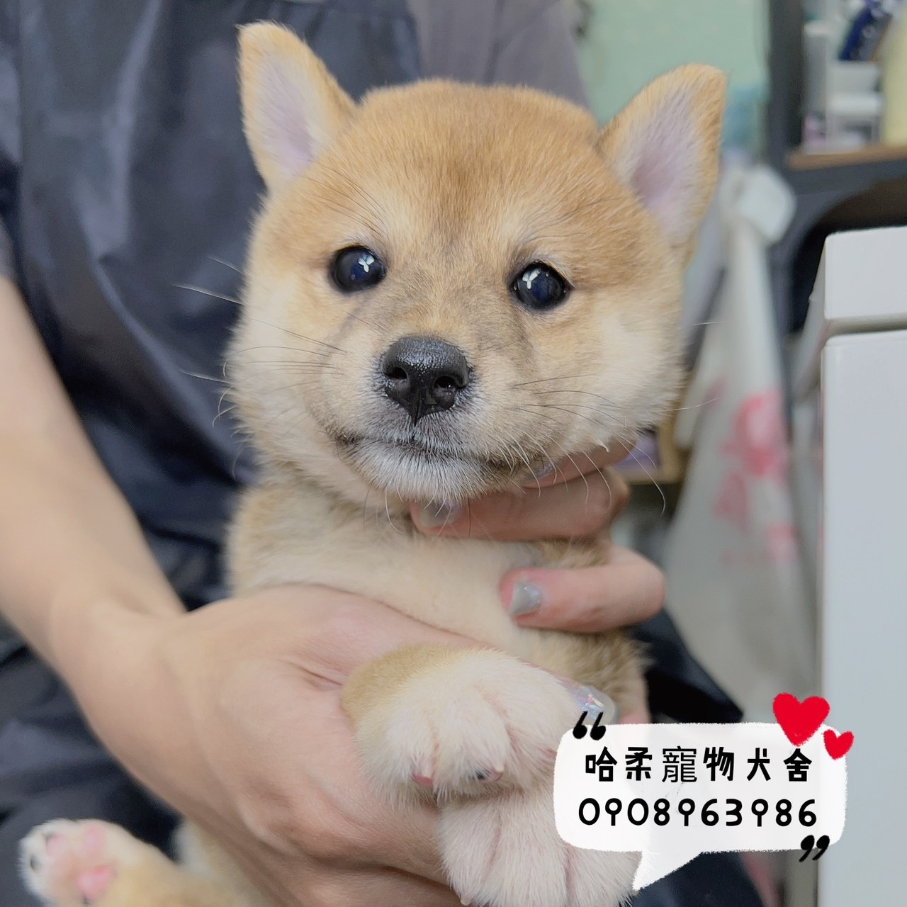 You are currently viewing 哈柔寵物犬舍／赤色柴犬