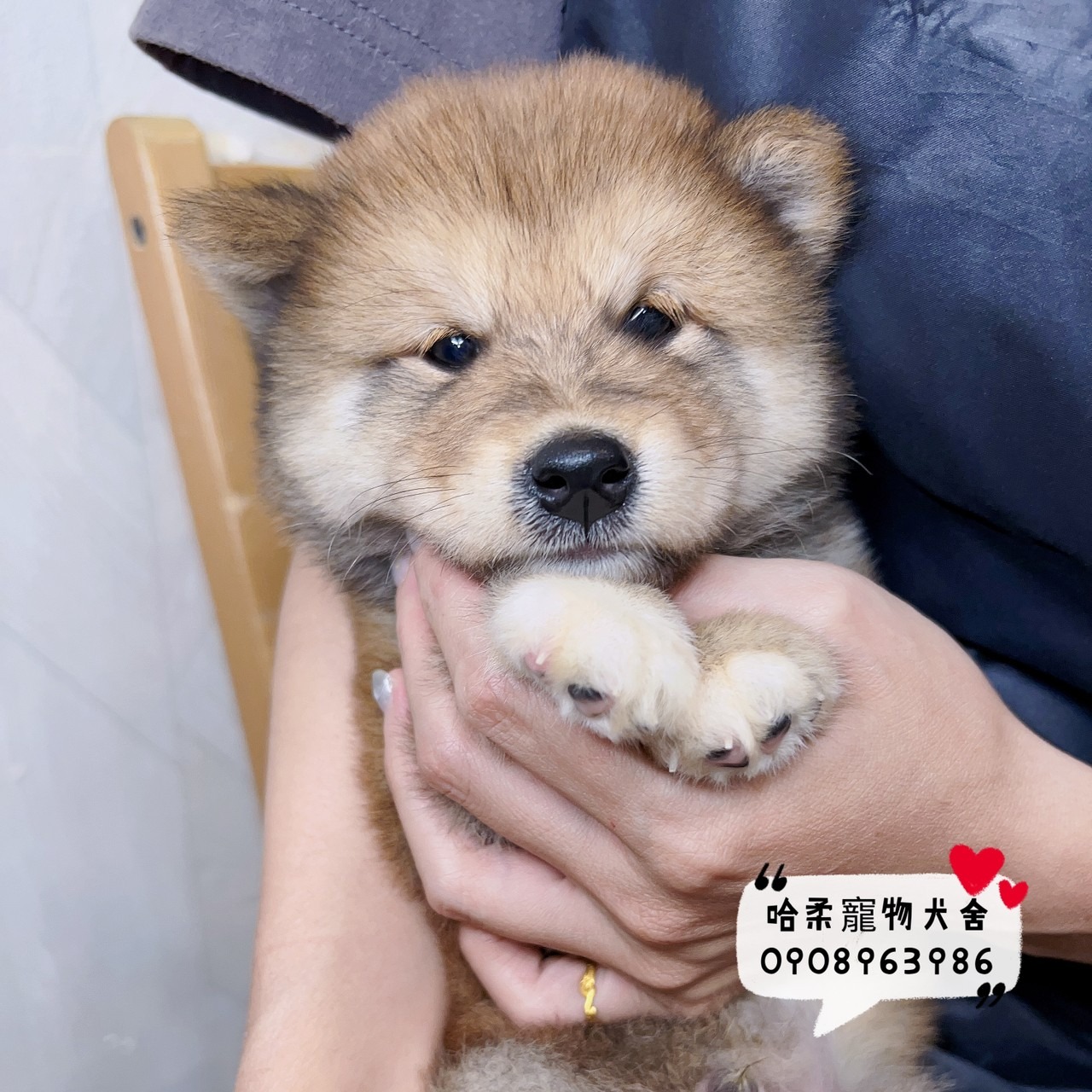 You are currently viewing 哈柔寵物犬舍／赤色柴犬