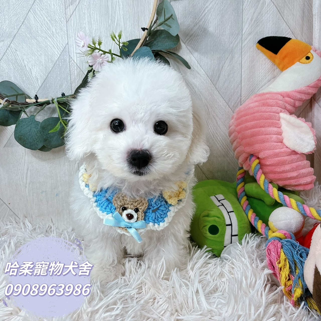 You are currently viewing 哈柔寵物犬舍／比熊犬
