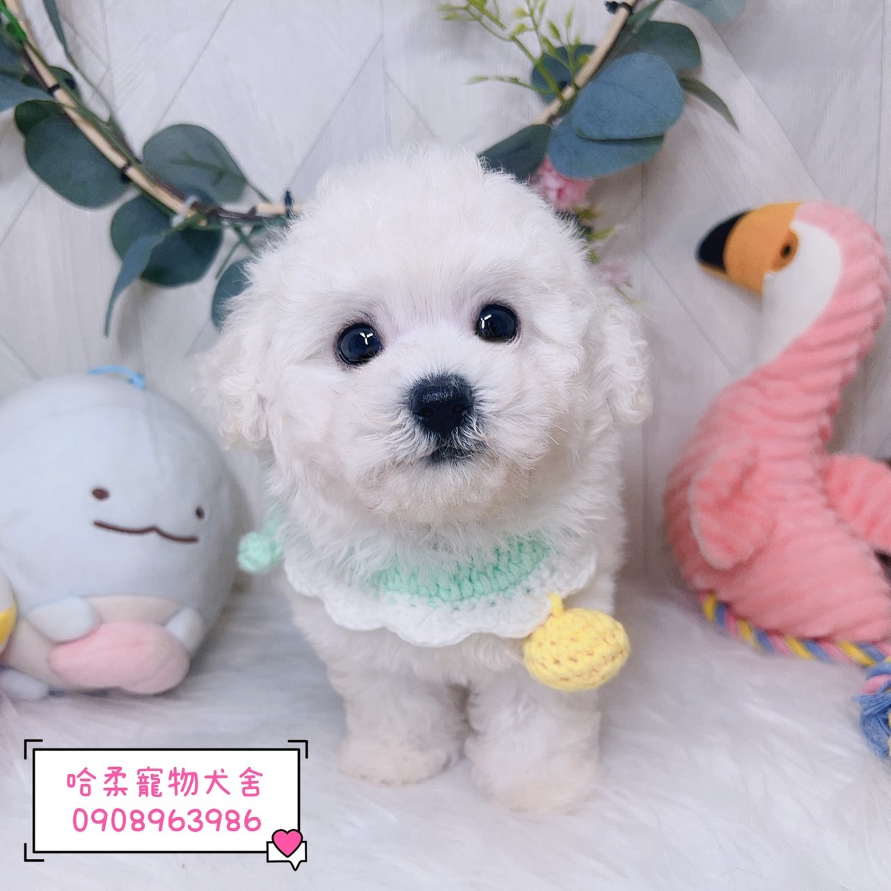 You are currently viewing 哈柔寵物犬舍／比熊犬