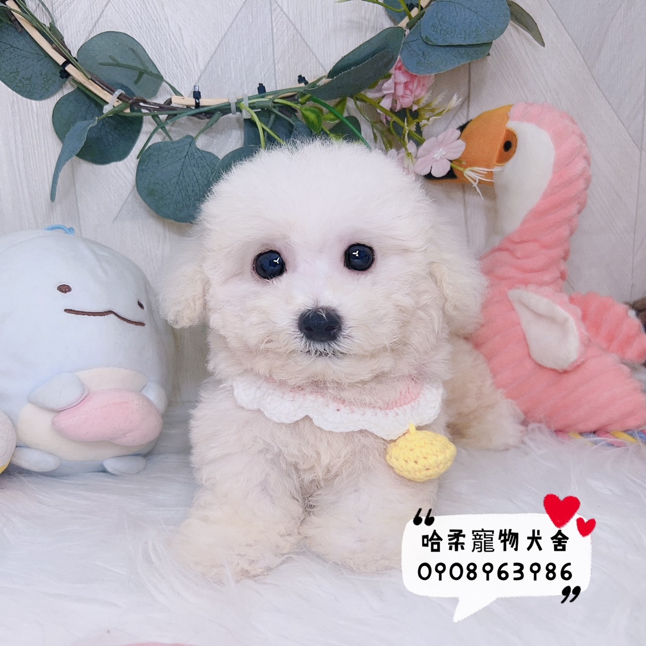You are currently viewing 哈柔寵物犬舍／比熊犬