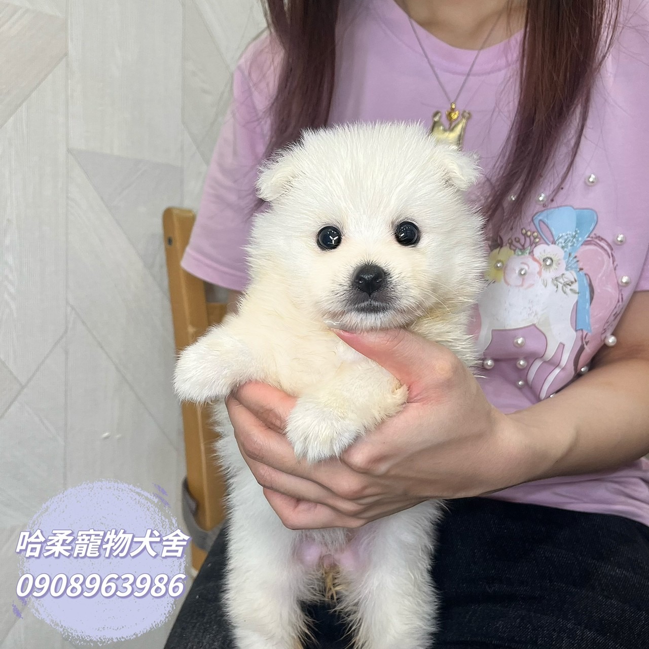 You are currently viewing 哈柔寵物犬舍／狐狸犬