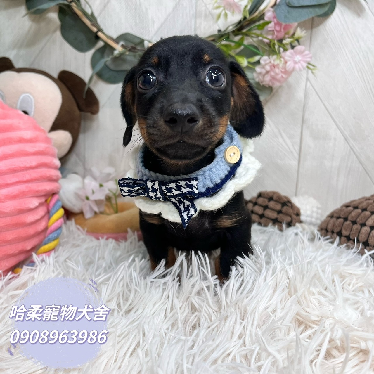 You are currently viewing 哈柔寵物犬舍／黑四目短毛臘腸
