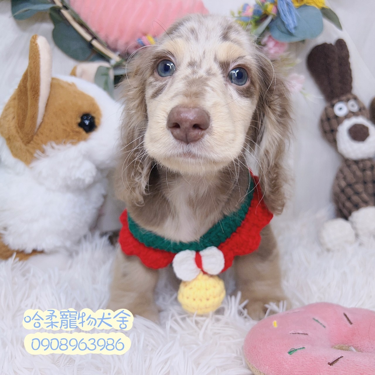 You are currently viewing 哈柔寵物犬舍／大理石色長毛臘腸