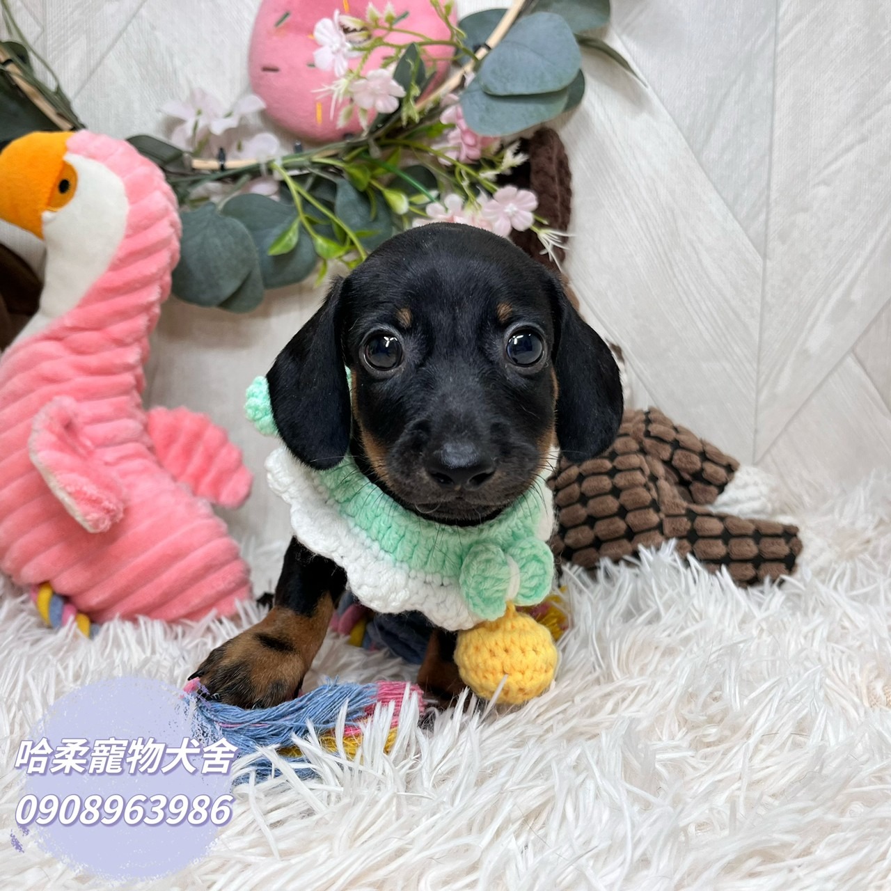 You are currently viewing 哈柔寵物犬舍／黑四目短毛臘腸