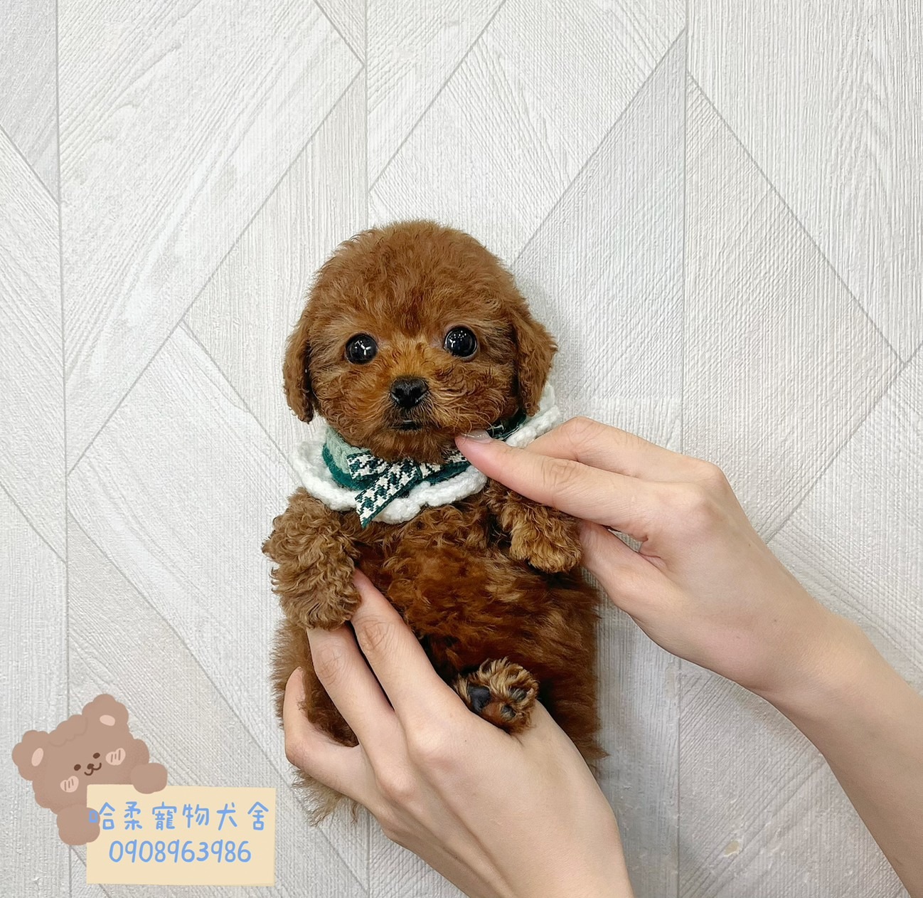 You are currently viewing 哈柔寵物犬舍／貴賓