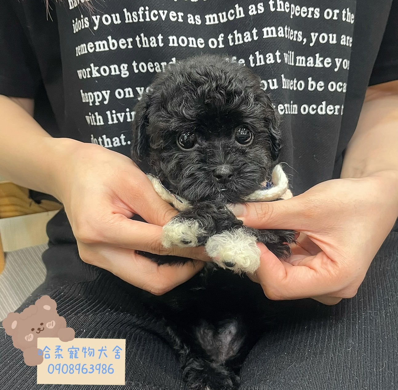 You are currently viewing 哈柔寵物犬舍／貴賓