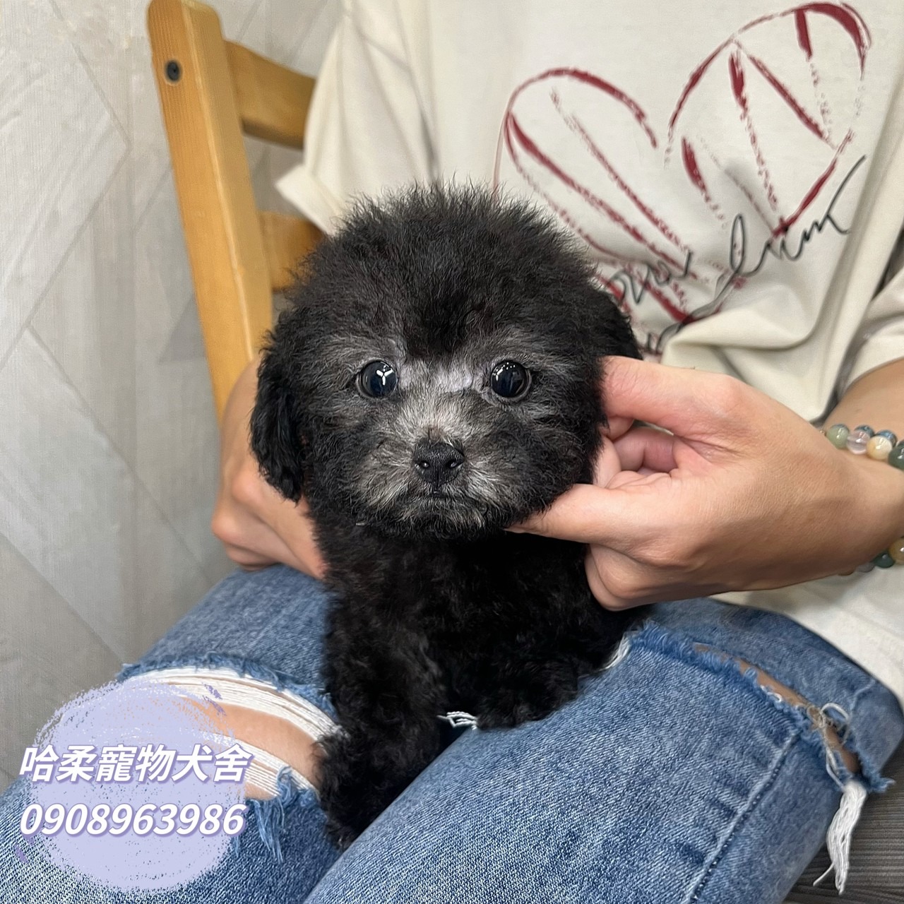 You are currently viewing 哈柔寵物犬舍／貴賓