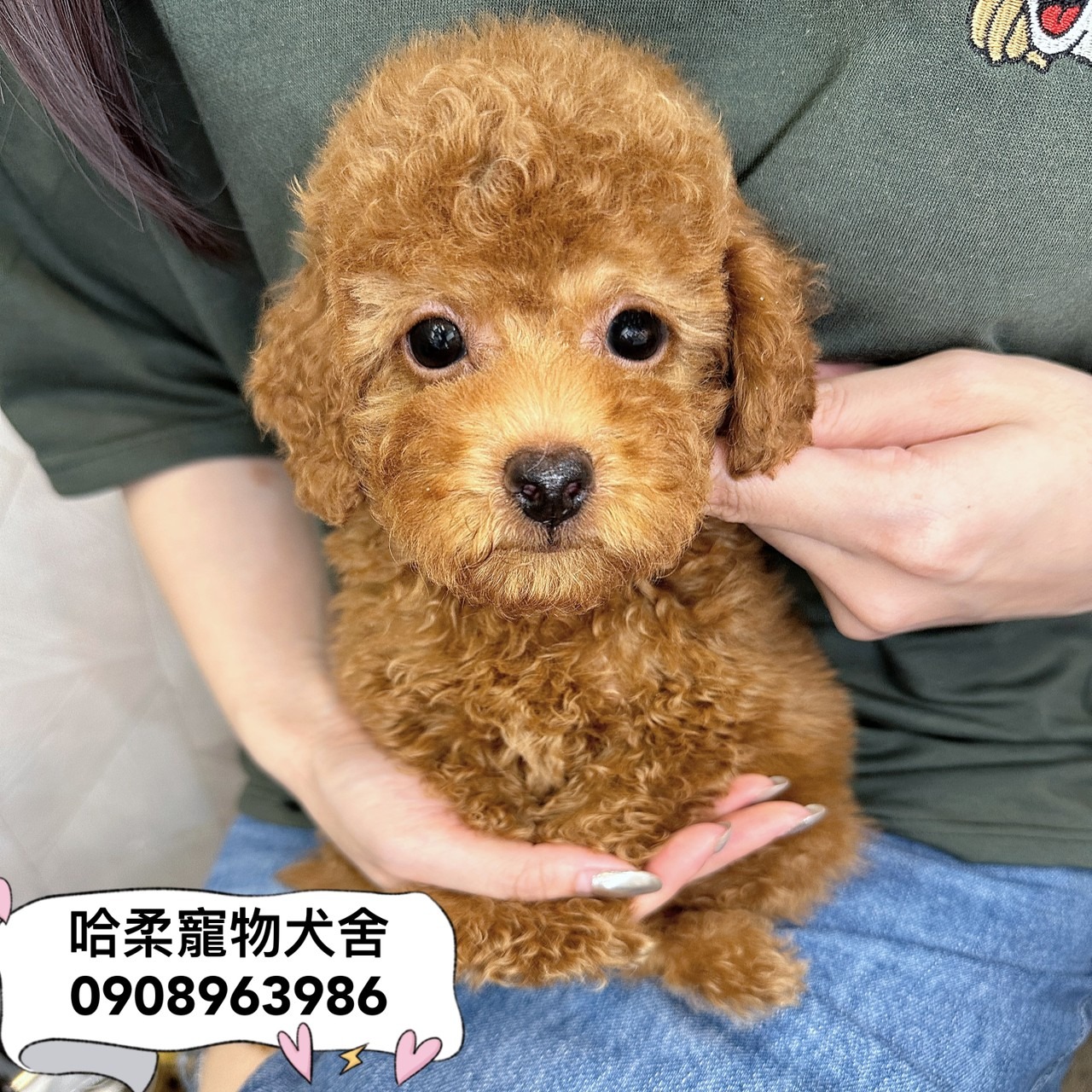 You are currently viewing 哈柔寵物犬舍／貴賓