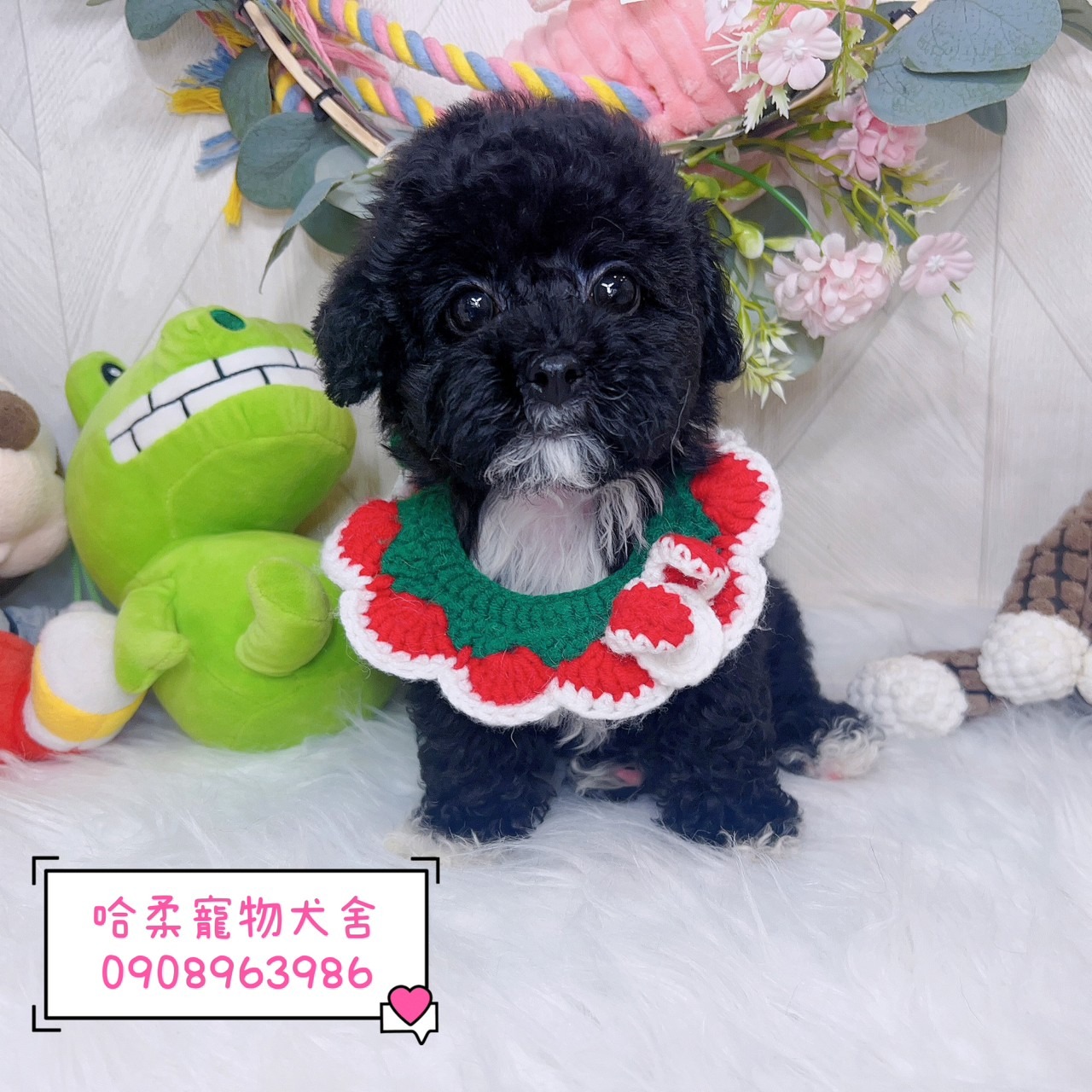 You are currently viewing 哈柔寵物犬舍／黑貴賓