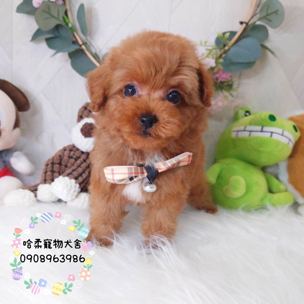You are currently viewing 哈柔寵物犬舍／貴賓犬