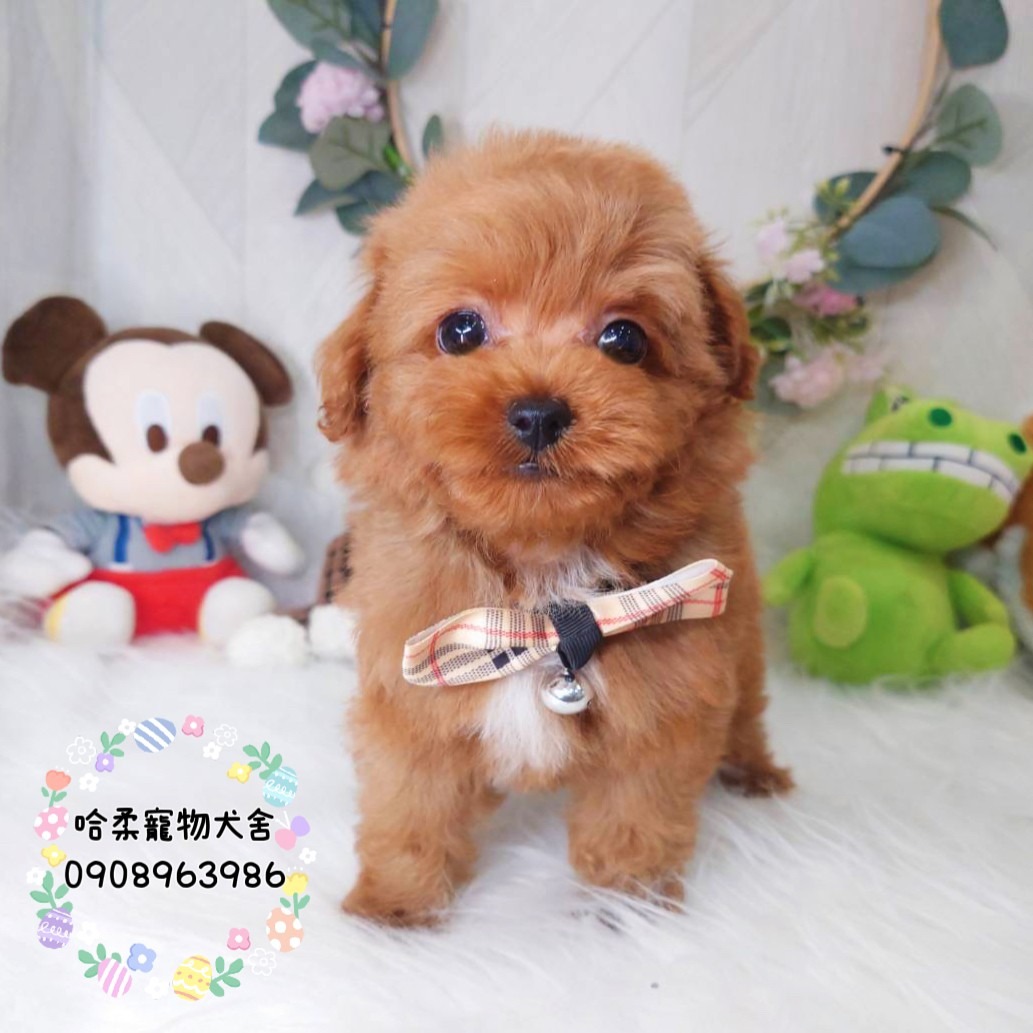 You are currently viewing 哈柔寵物犬舍／貴賓