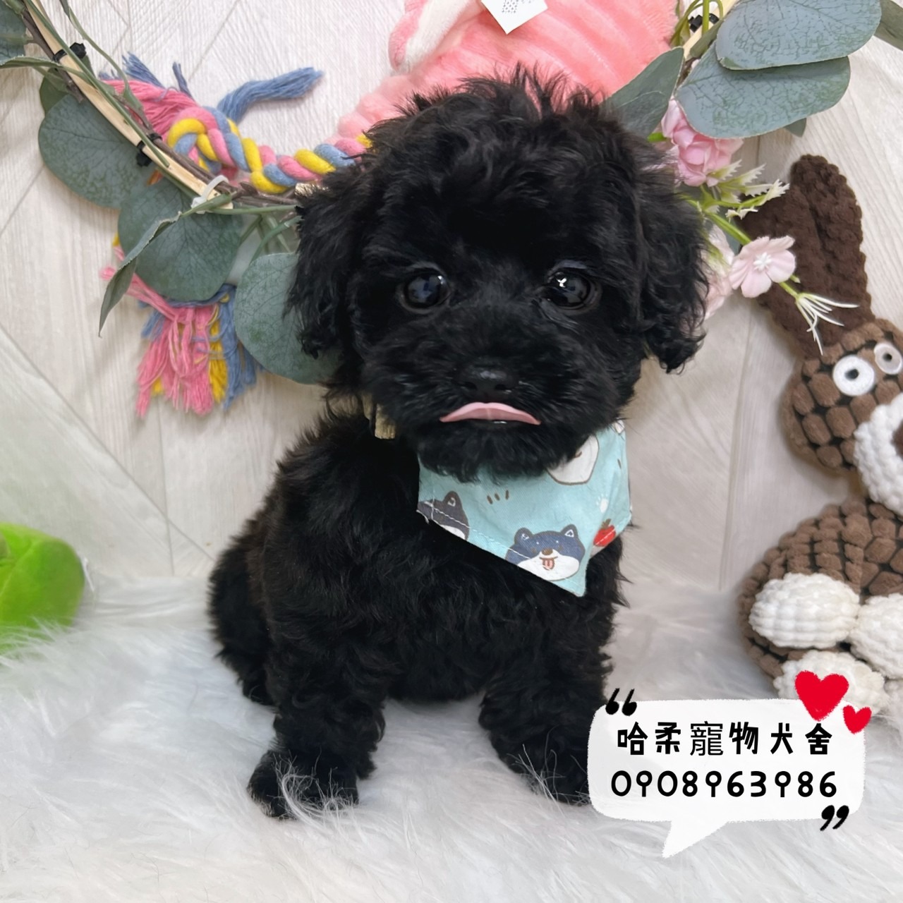 You are currently viewing 哈柔寵物犬舍／貴賓犬