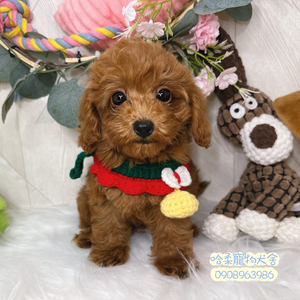 You are currently viewing 哈柔寵物犬舍／貴賓犬