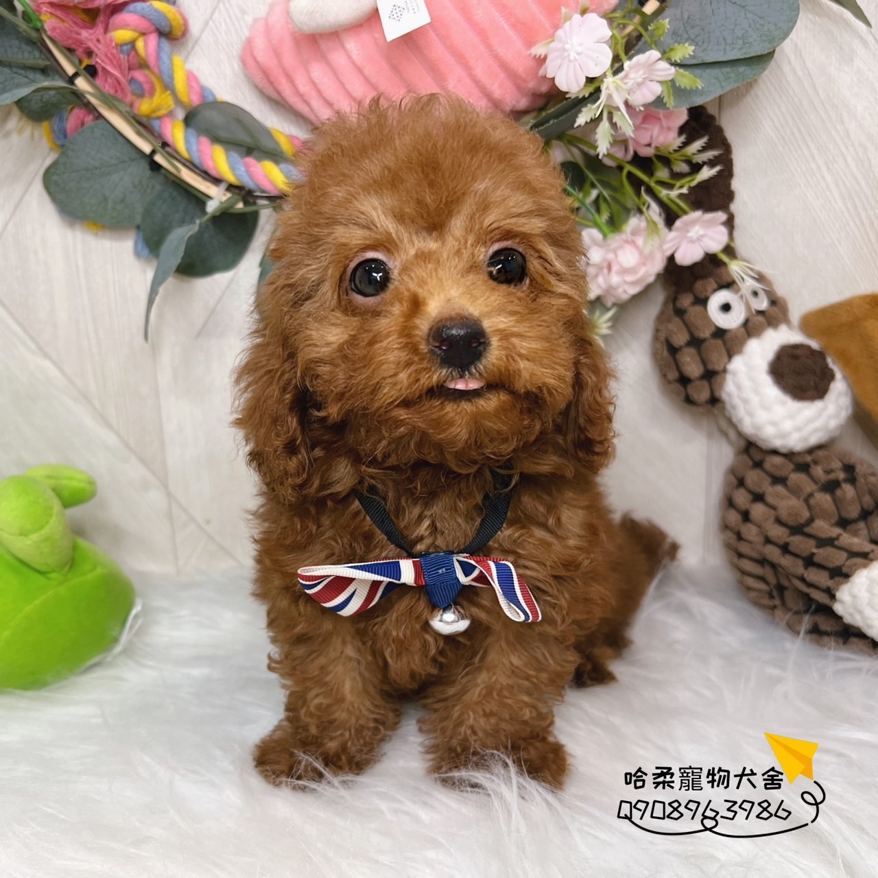 You are currently viewing 哈柔寵物犬舍／貴賓犬