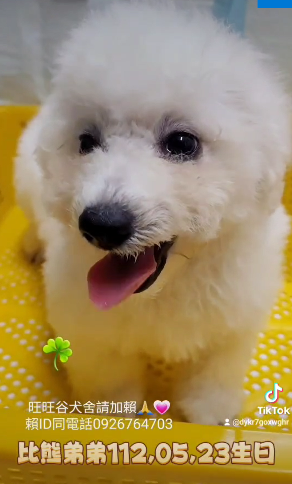 You are currently viewing 旺旺谷犬舍／比熊犬