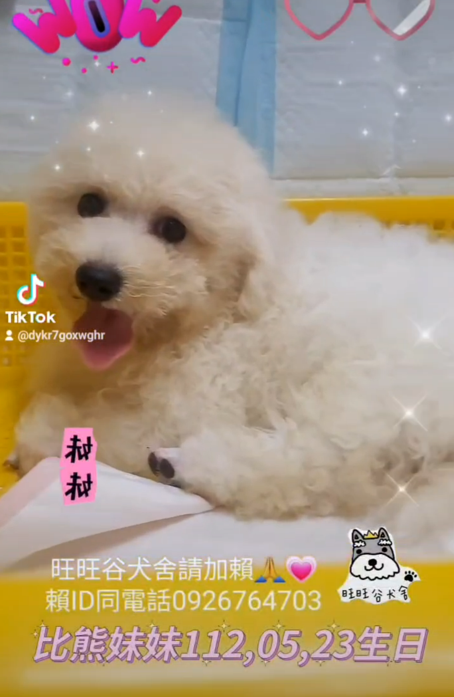 Read more about the article 旺旺谷犬舍／比熊犬