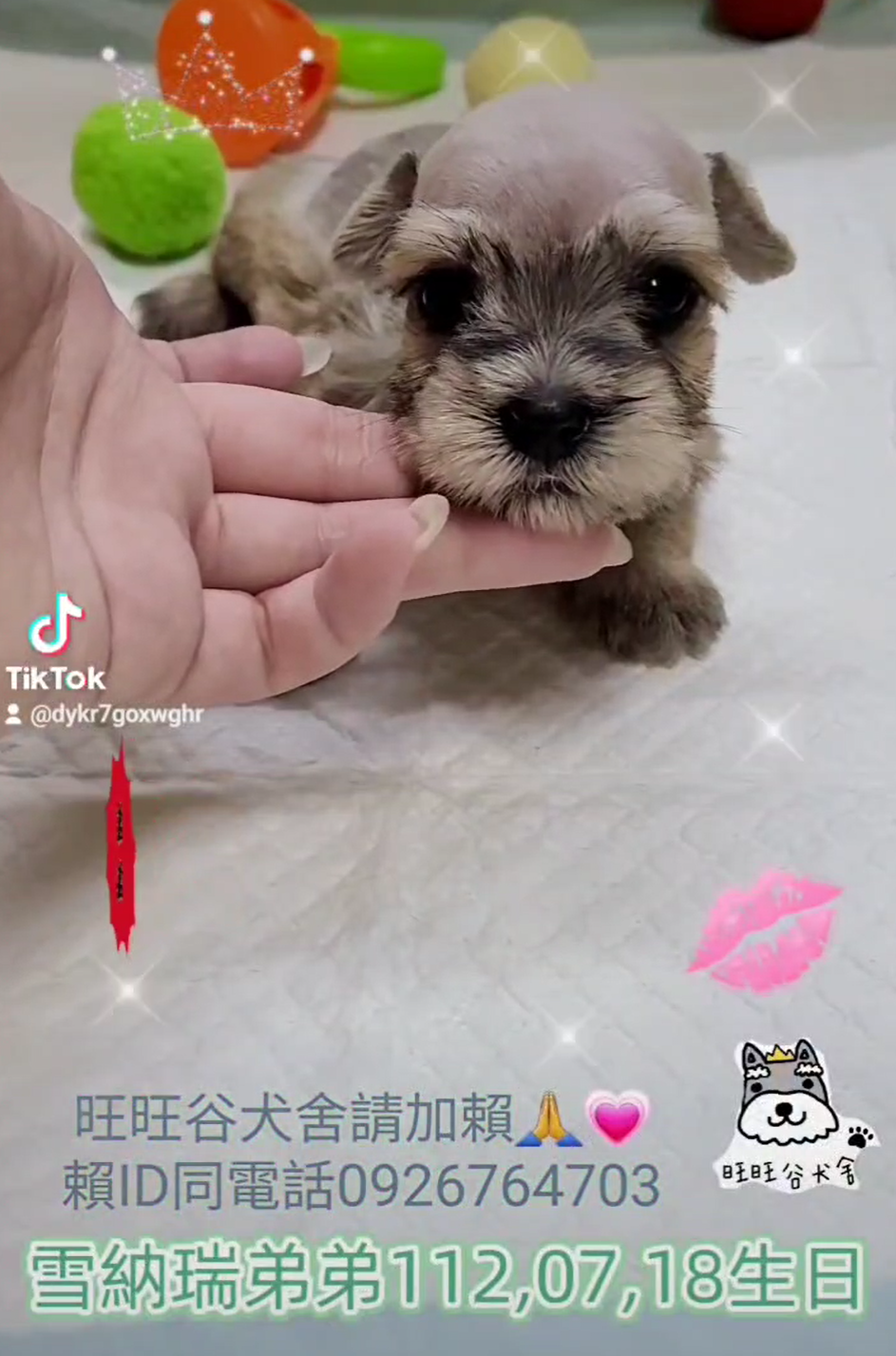 You are currently viewing 旺旺谷犬舍／雪納瑞