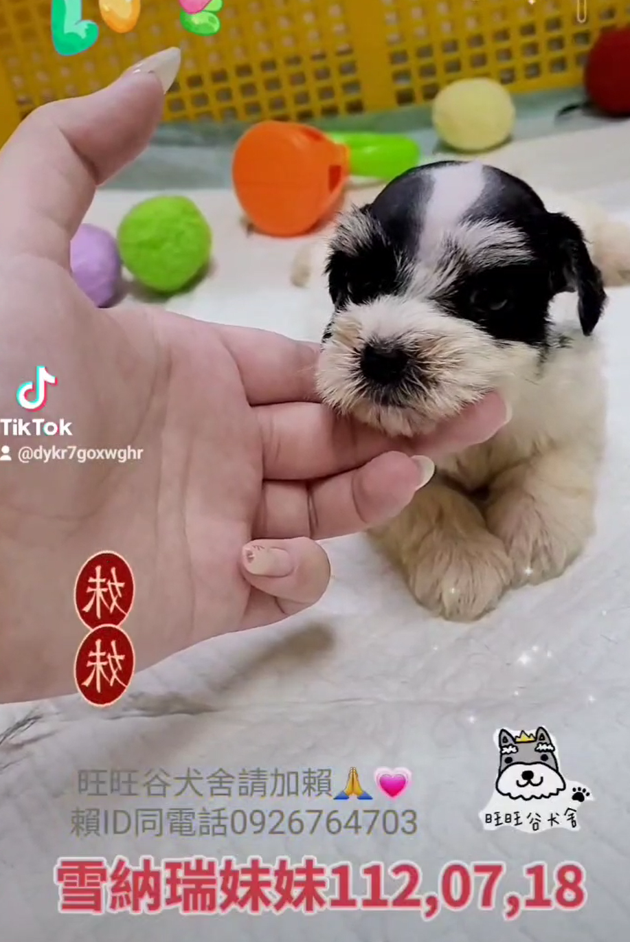 You are currently viewing 旺旺谷犬舍／雪納瑞
