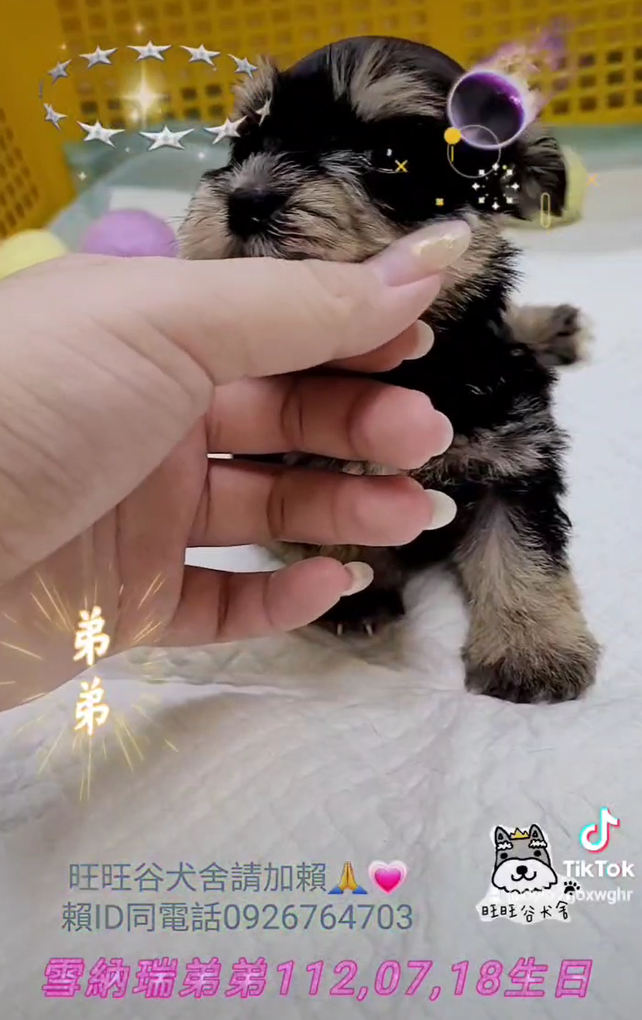 You are currently viewing 旺旺谷犬舍／雪納瑞