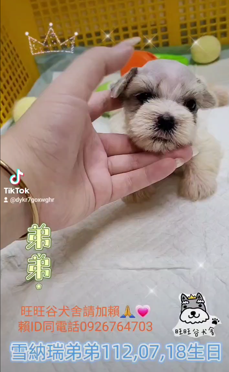 You are currently viewing 旺旺谷犬舍／雪納瑞