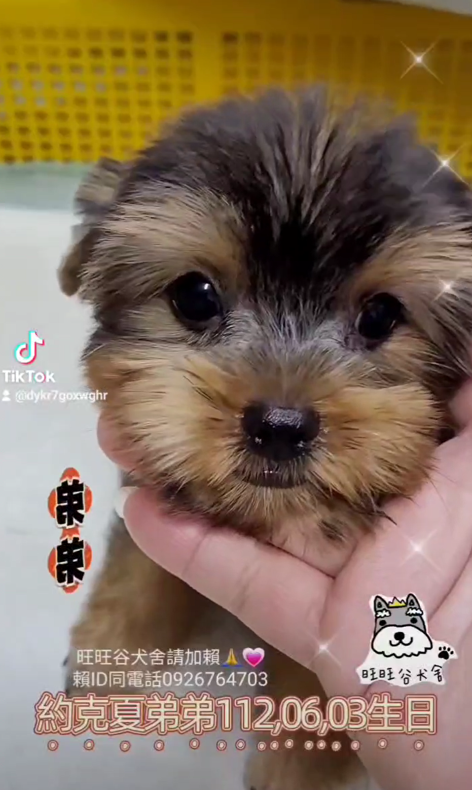 You are currently viewing 旺旺谷犬舍／約克夏
