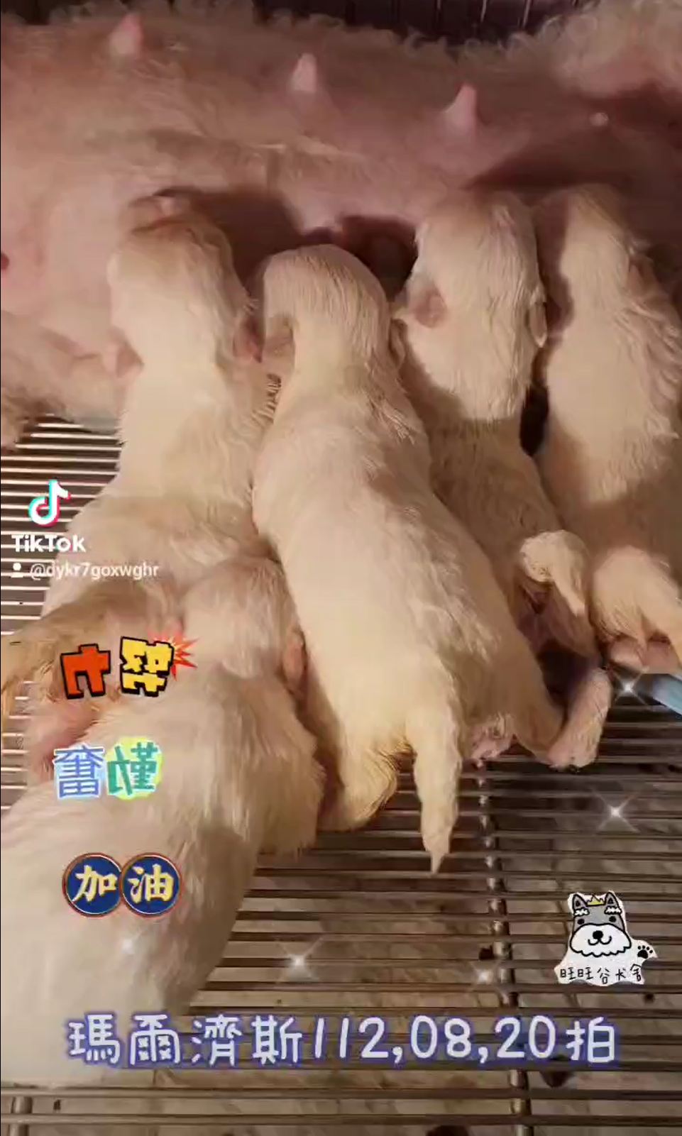 You are currently viewing 旺旺谷犬舍／瑪爾濟斯