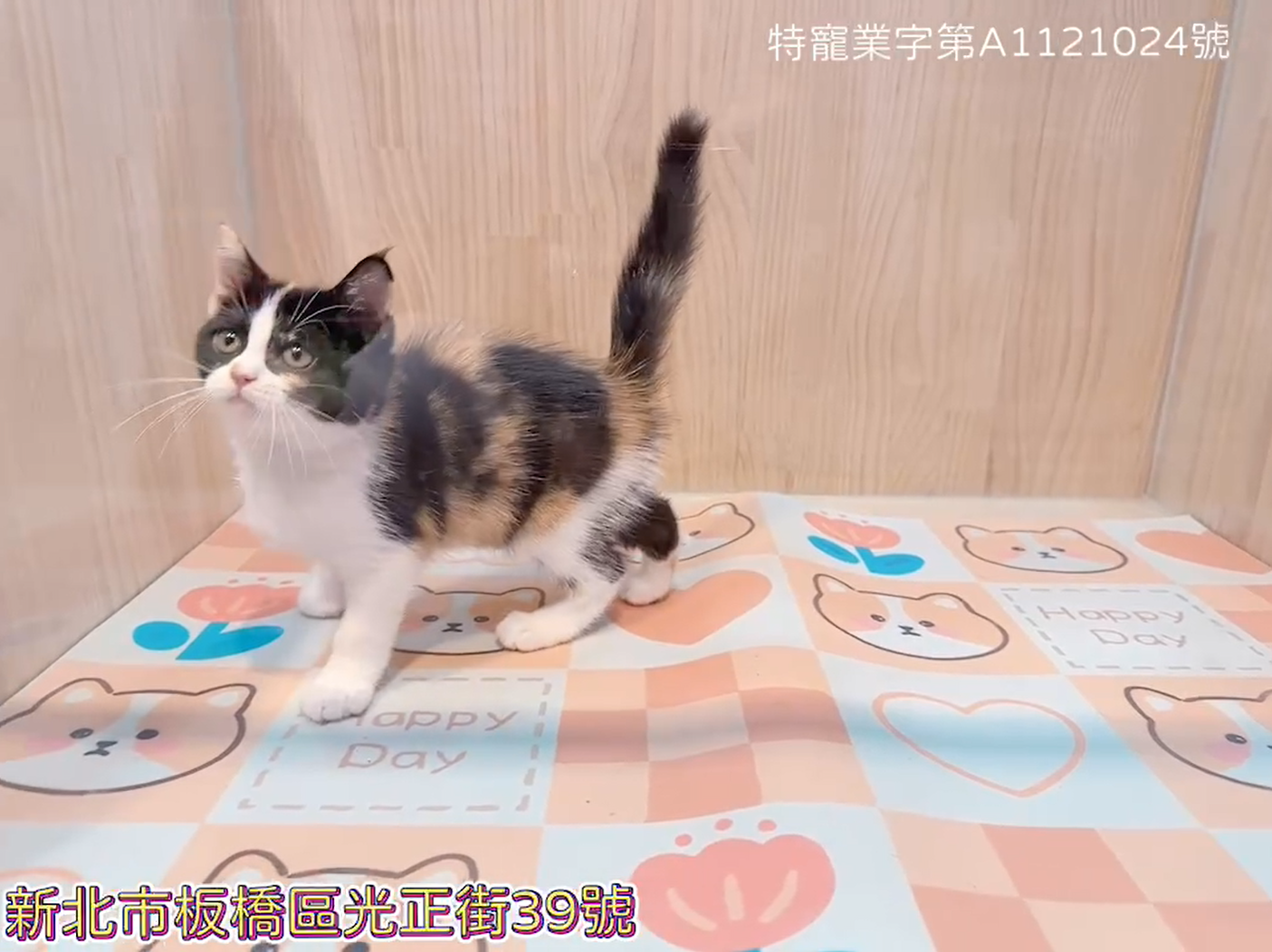 樂寵貓狗屋／英國短毛貓