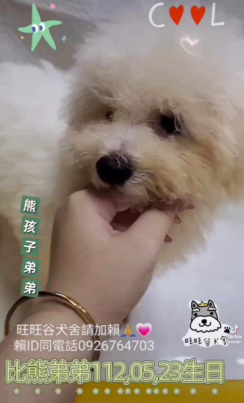 Read more about the article 旺旺谷犬舍／比熊犬