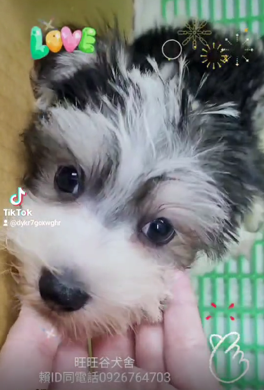 You are currently viewing 旺旺谷犬舍／雪納瑞