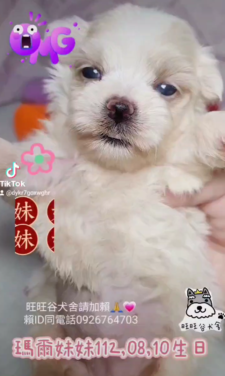 You are currently viewing 旺旺谷犬舍／瑪爾濟斯