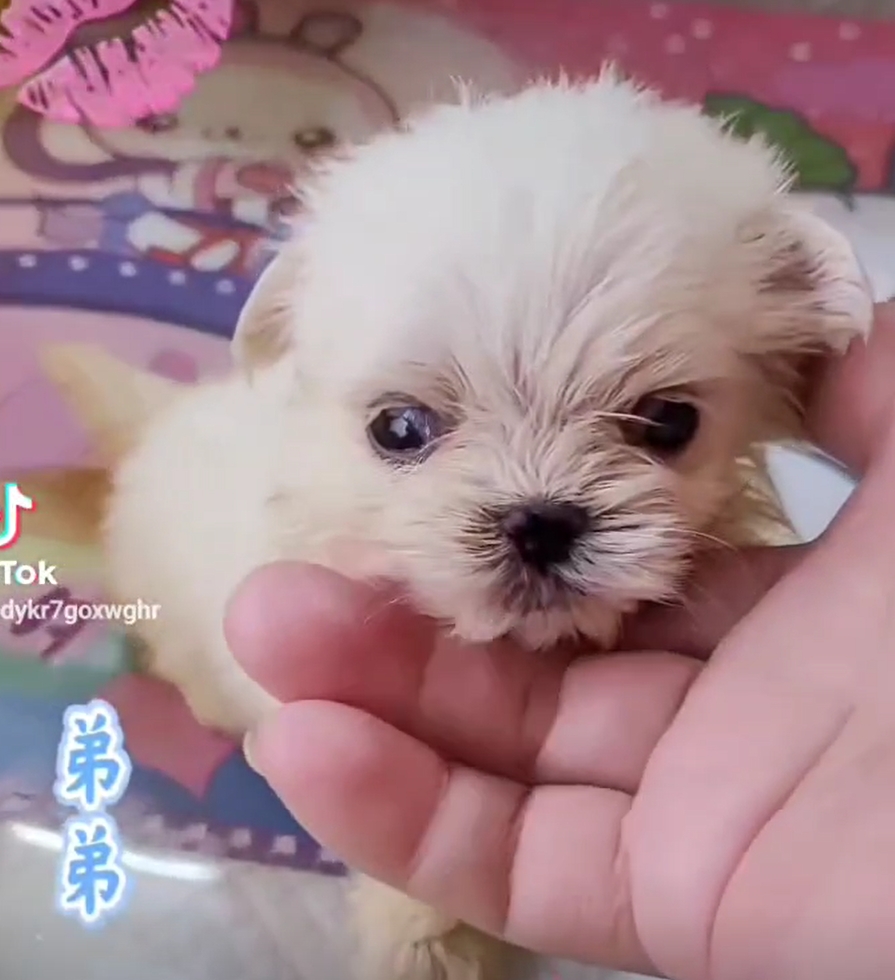 You are currently viewing 旺旺谷犬舍／瑪爾濟斯