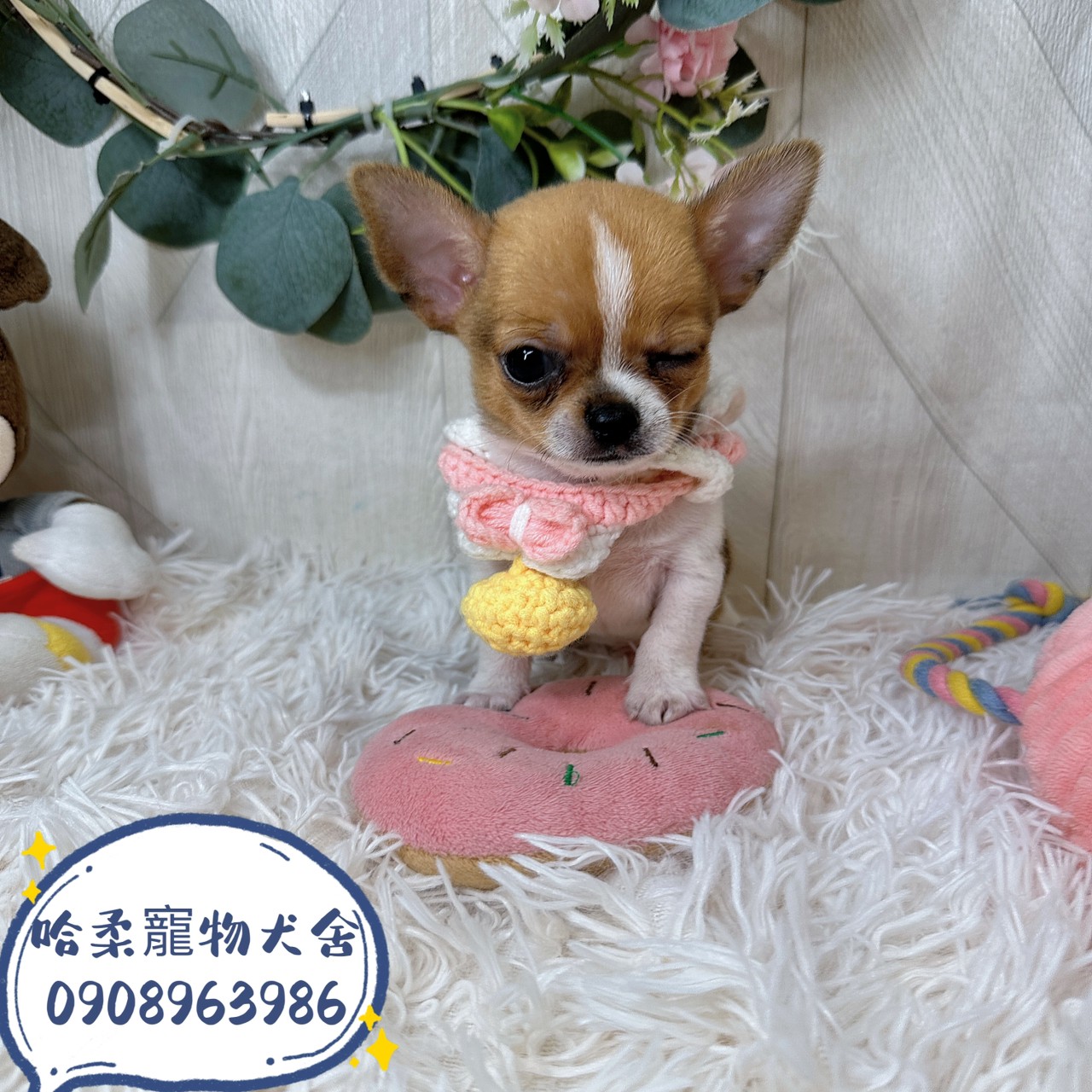 You are currently viewing 哈柔寵物犬舍／黃白短毛吉娃娃
