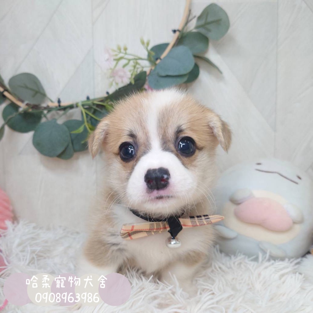 You are currently viewing 哈柔寵物犬舍／威爾斯黃白柯基犬